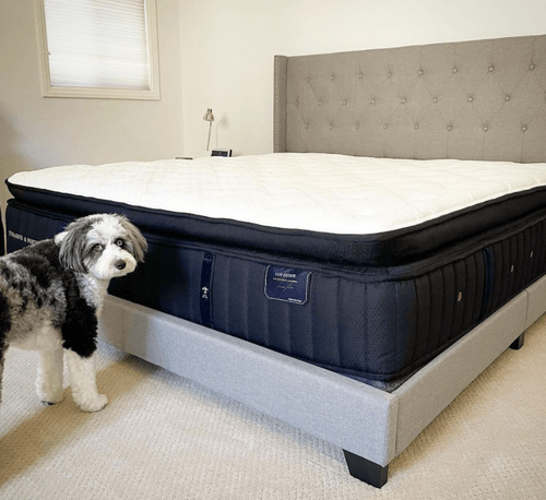 A dog standing at the foot of a Stearns and Foster mattress in a room with an upholstered headboard.png
